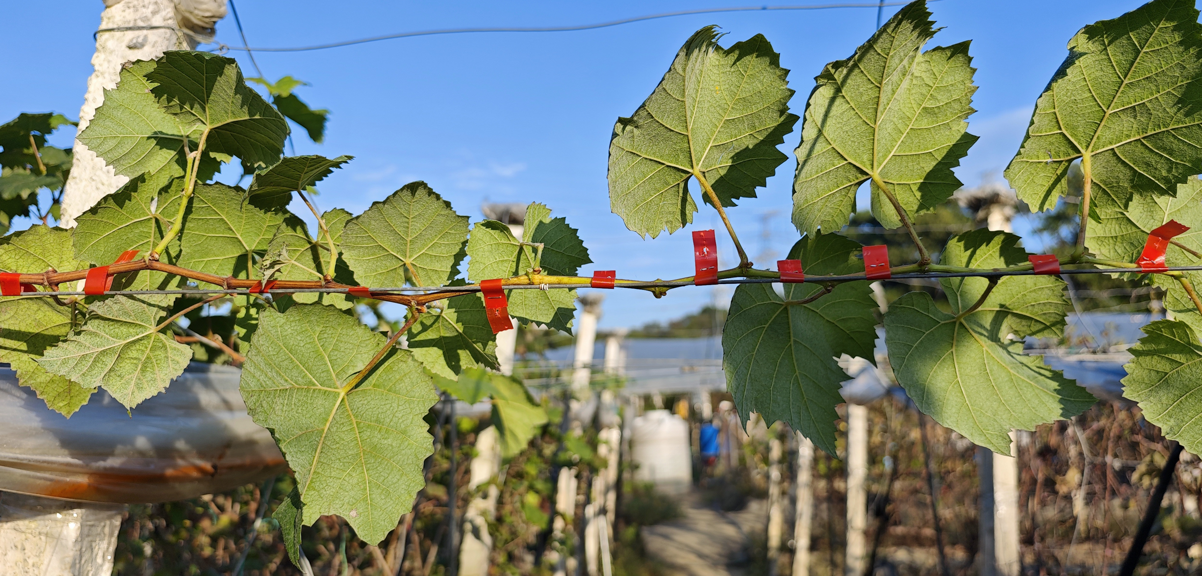 Professional Grade Nailer and Compressors